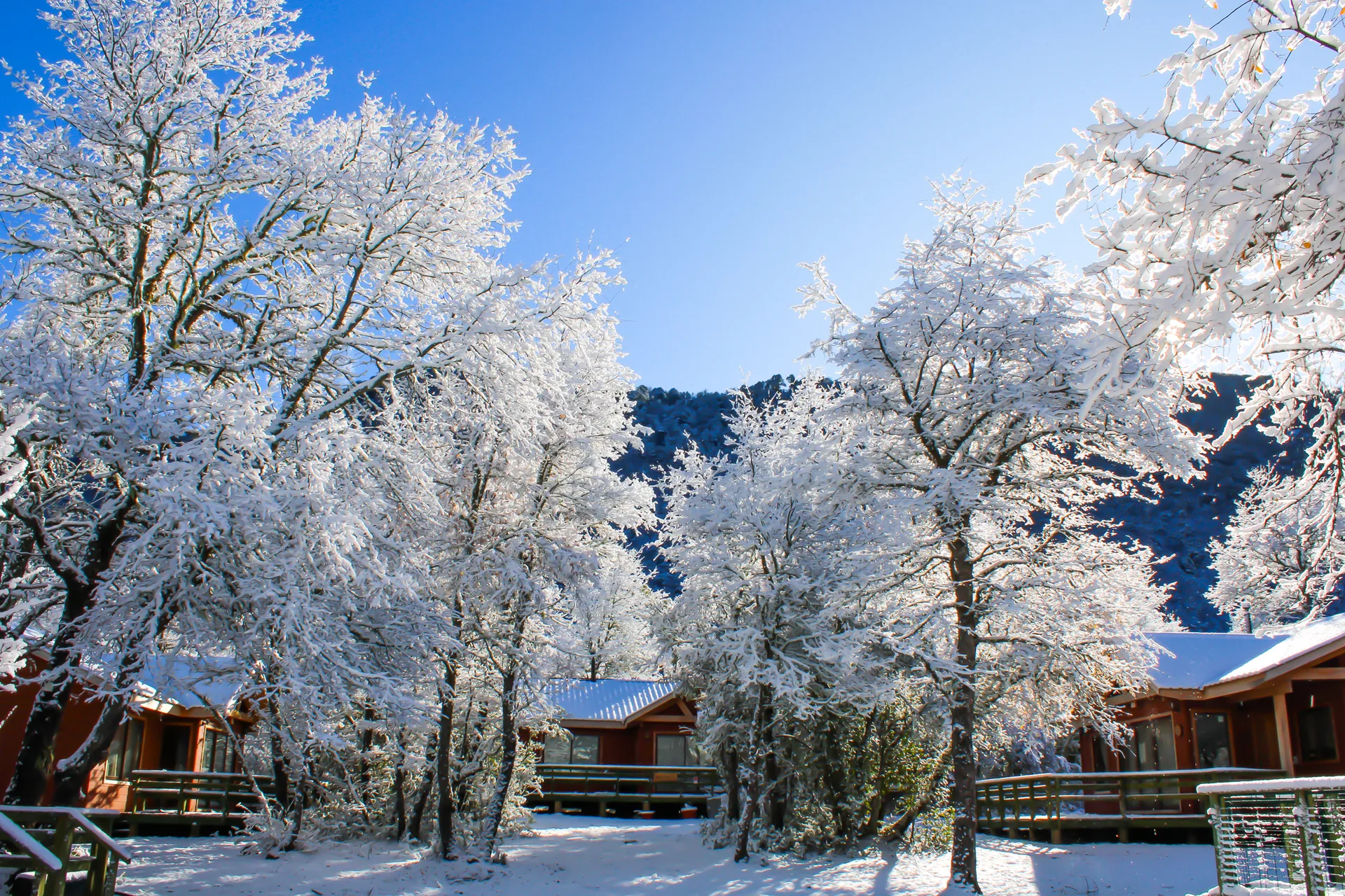 Cabañas nevadas entre árboles